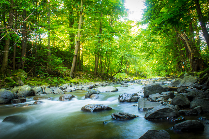 Fluss im Wald